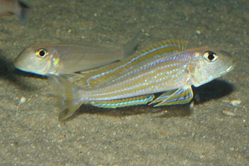 Xenotilapia ochrogenys 'Kigoma'